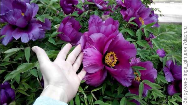 Это лишь один сорт.