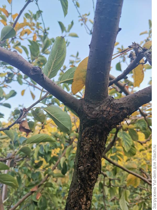 Можно ли спасти?