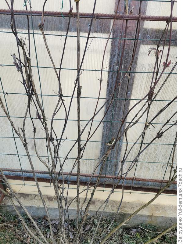 Это" Президент" готов...