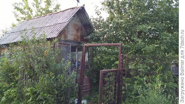 Возле домика яблоня, плодов в этом году нет