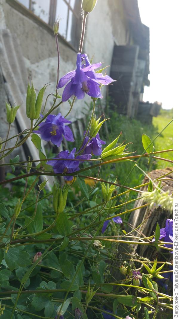 Добрый день. Что это за растение?