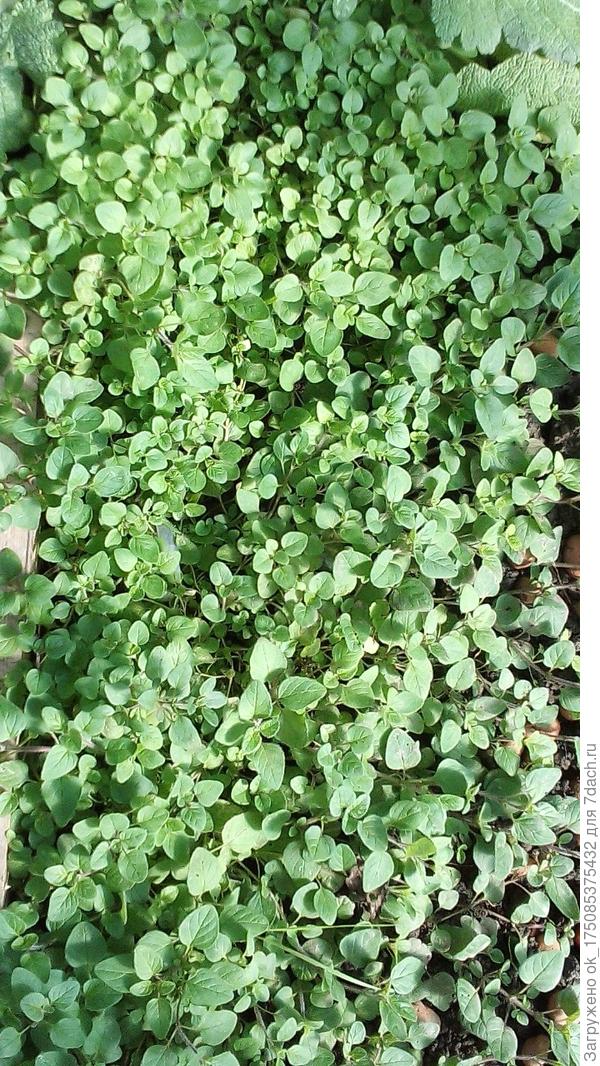 Душица после обрезки