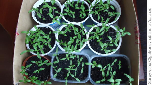 посев в небольшие емкости.