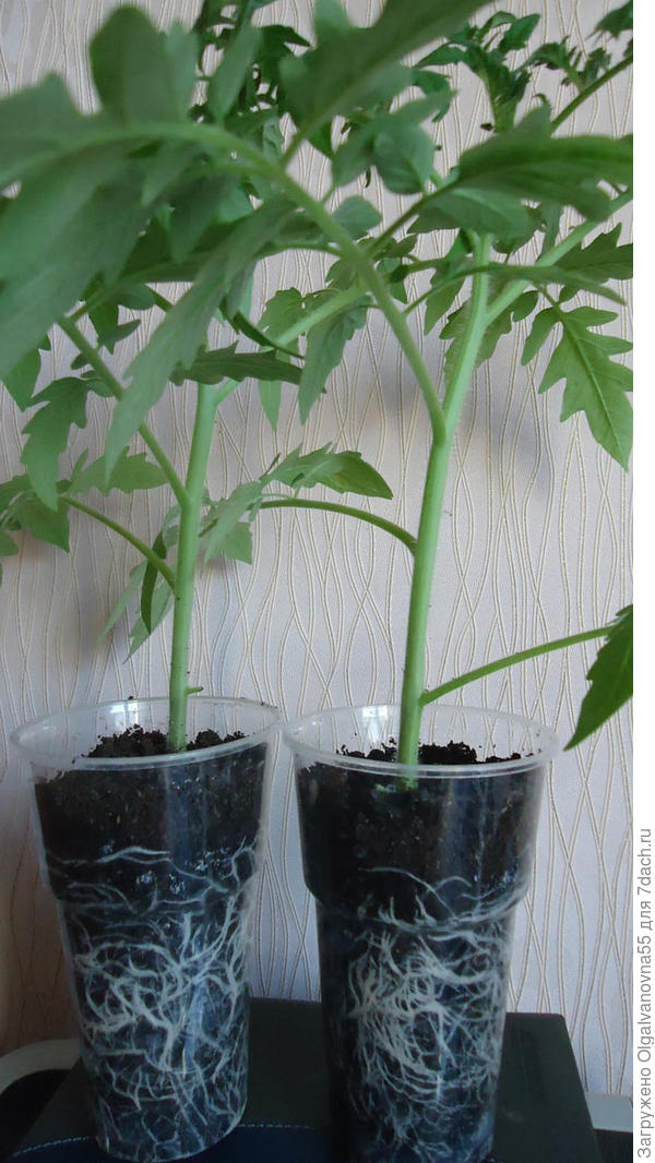 Вот такую корневую нарастили помидоры.