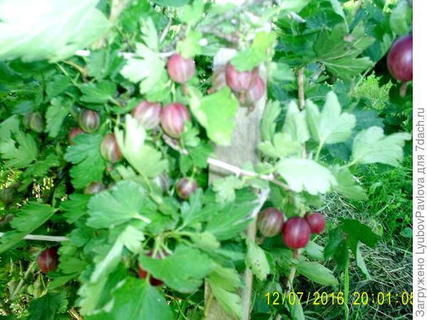 крыжовник
