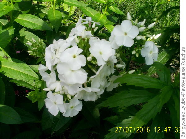 флоксы