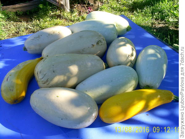 кабачки
