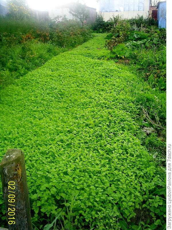 Сидерат Горчица