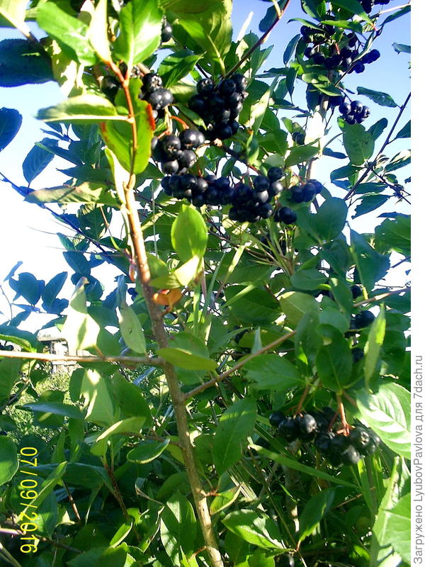 Черноплодная рябина