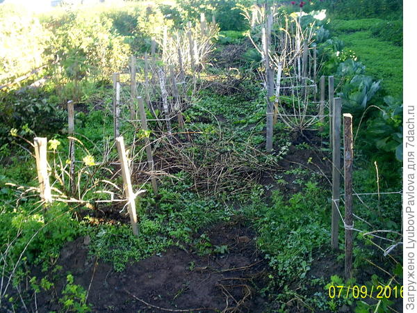 Кустарники посажены рядами