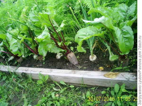 Рядами в коробе росли - свекла, лук, морковь, лук, морковь, свекла.