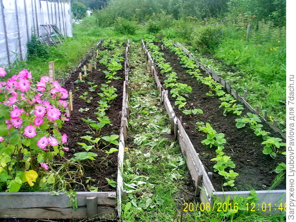 Клубнику посадила в короба