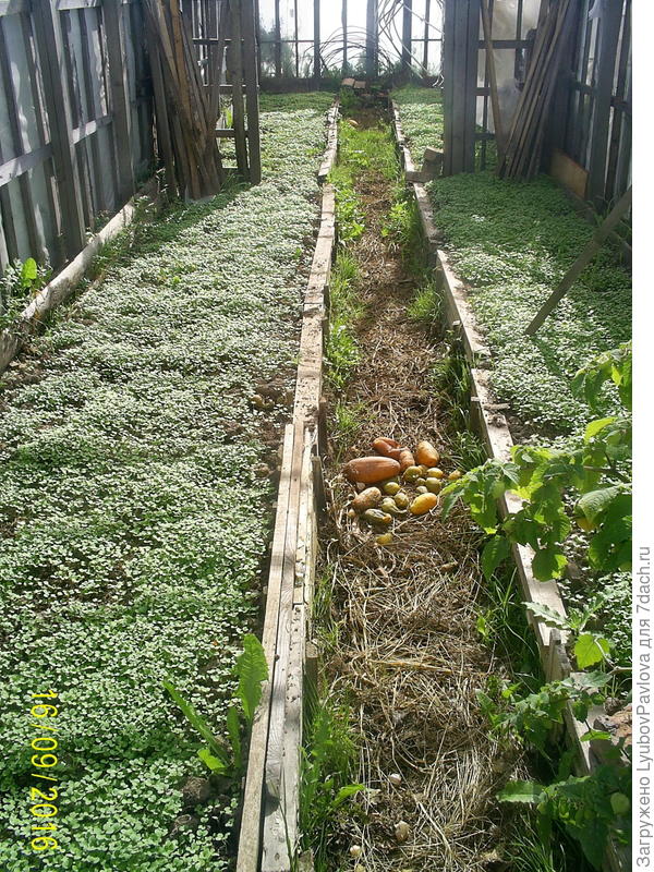 Слева росли огурцы, а справа - томаты.