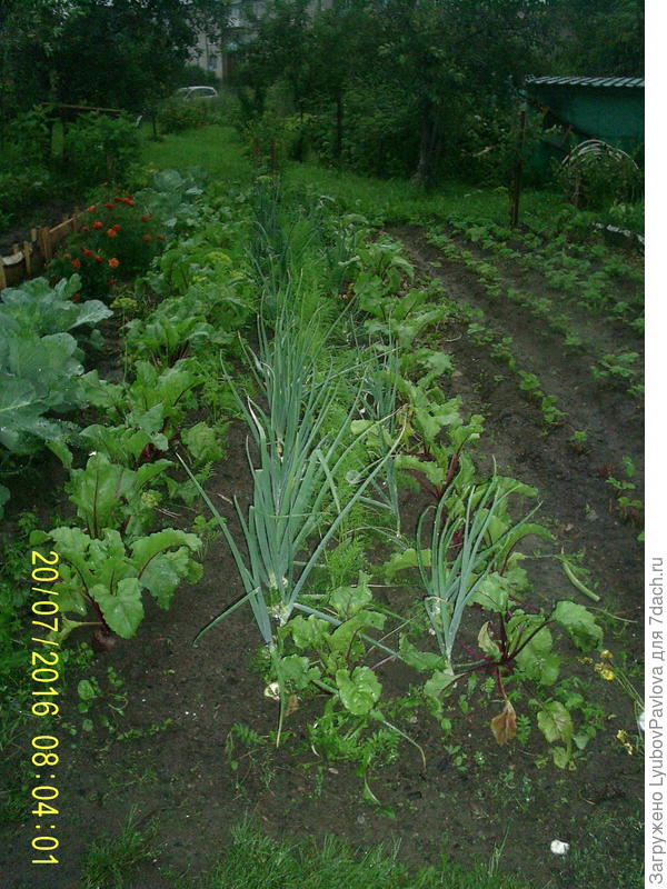 Рядами росли - свекла, лук, морковь, лук, морковь, свекла.