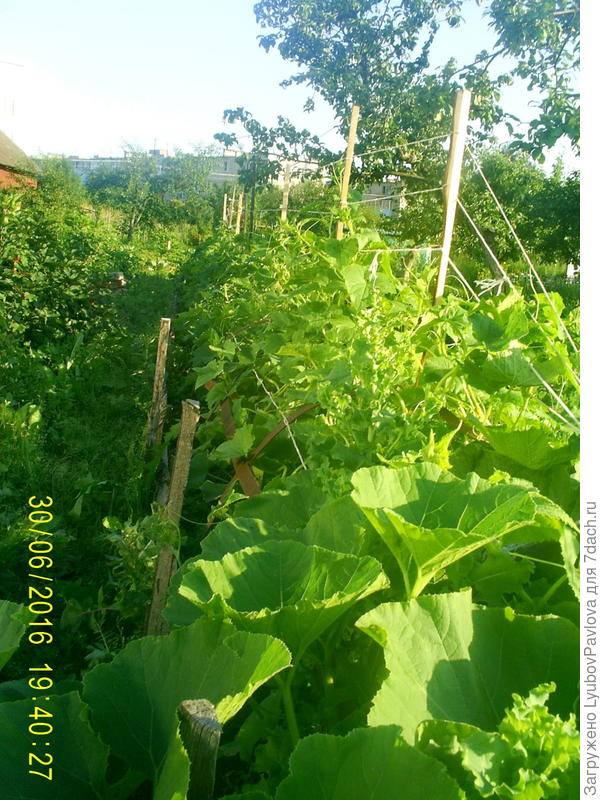 Огурцы в коробе и на вертикальной подвязке