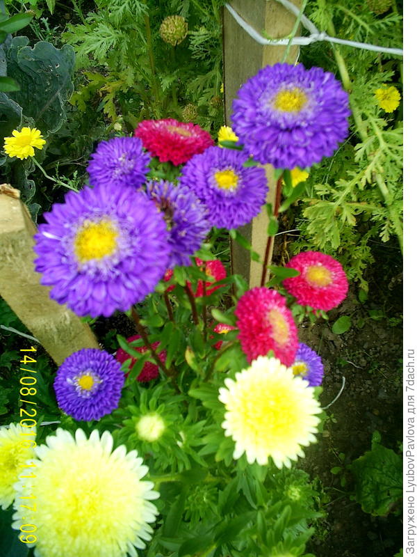 Таких ещё цветёт немножечко)))