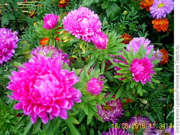 Такие ещё цветут))))