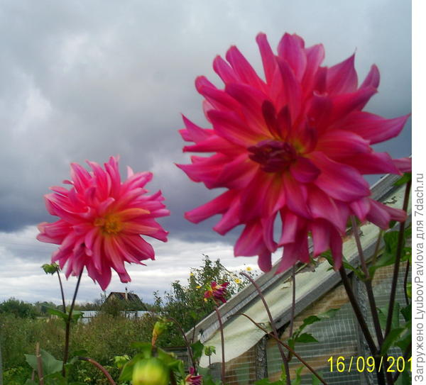 Георгины розовые