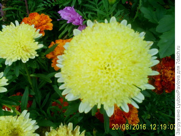 Такие астры уже отцветают. Остались отдельные цветочки.