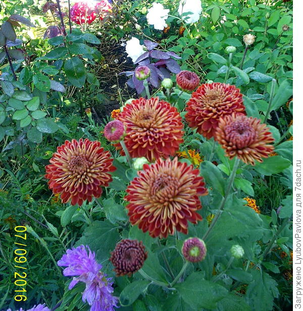 Зато есть хризантема и розы