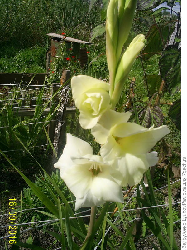 Детки зацвели