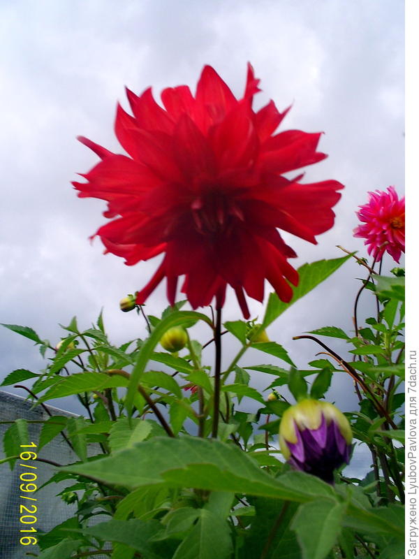 Георгины красные