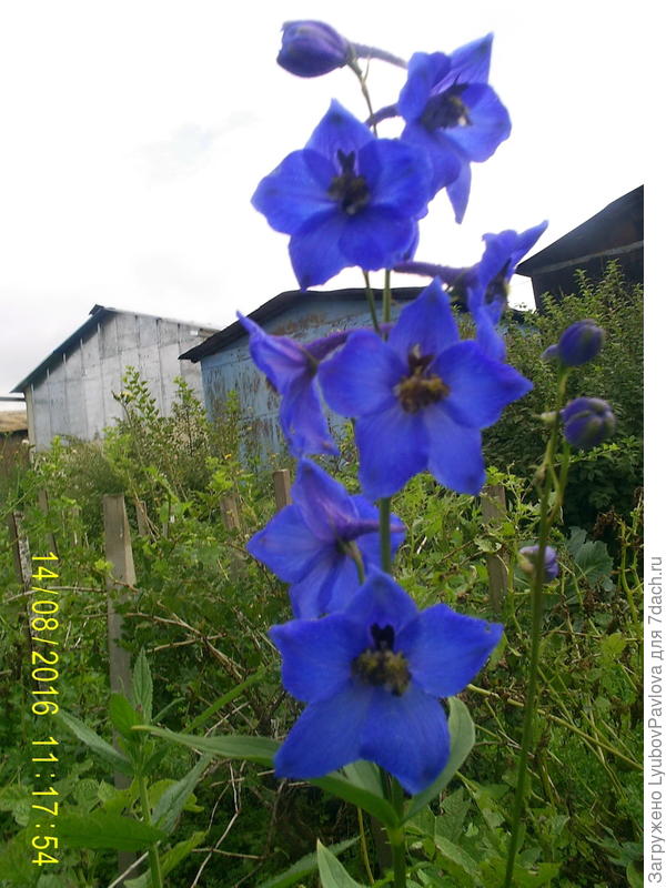 Дельфиниум