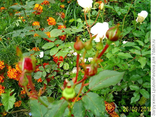 Бутоны роз флорибунда