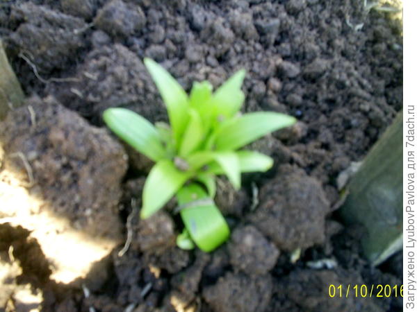 Пошла в рост детка хризантемы