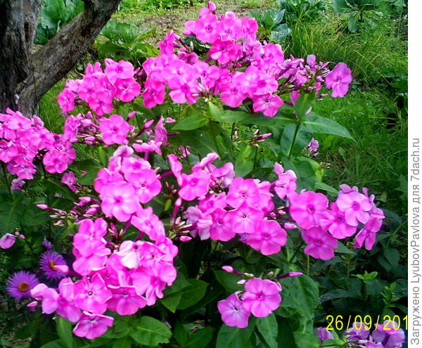 Флоксы пышно цветут в октябре месяце