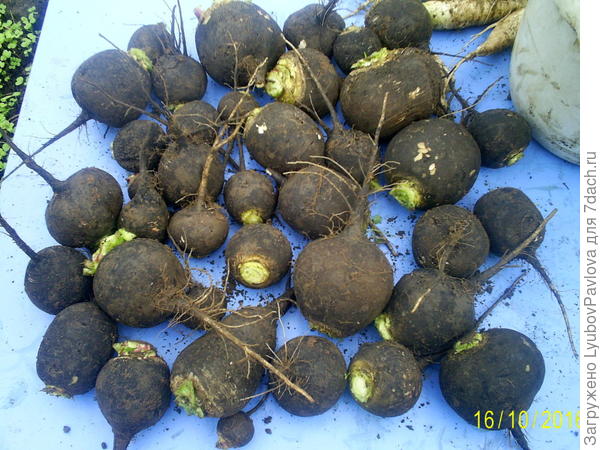 Редька &quot;Целительница&quot;