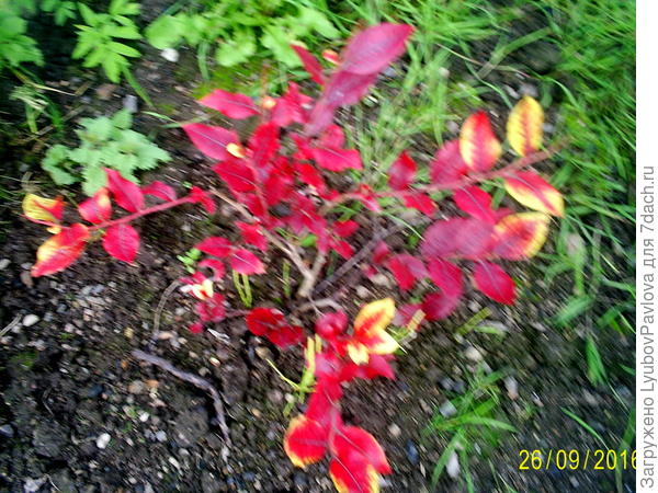 Голубика Блю Кроп