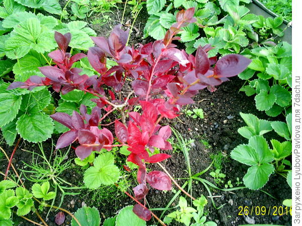 Голубика Нортблю