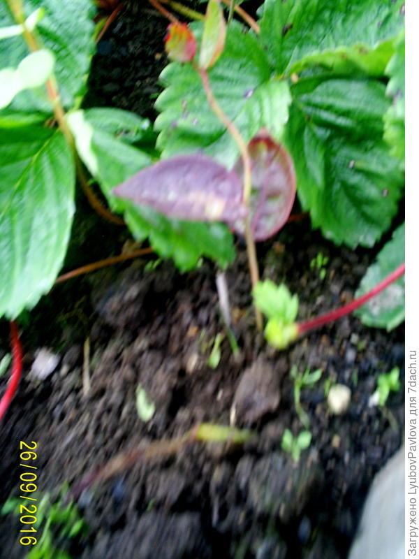 Веточка от голубики Нортблю, которую я просто воткнула в землю весной этого года