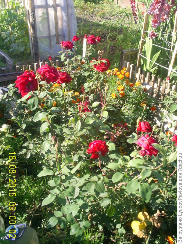 Это старинные чайно-гибридные розы с лёгким ароматом. Выращиваю их у себя на огороде примерно с 1980 года.