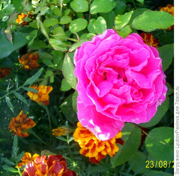 Название не знаю