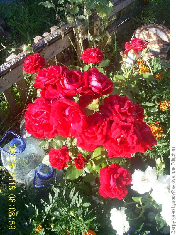 Роза Май Плежа (флорибунда)