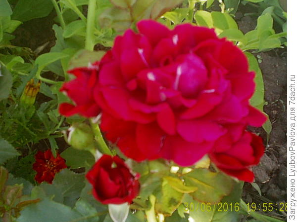 Роза Май Плежа (флорибунда)