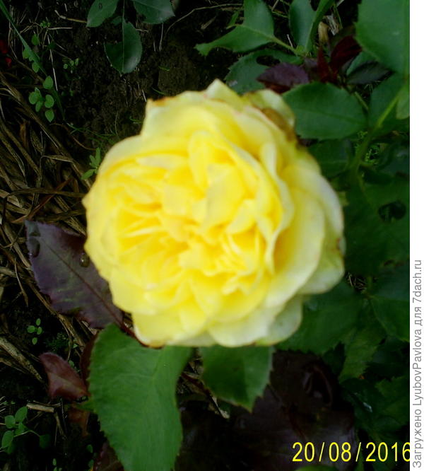 Роза Голдбит (флорибунда)