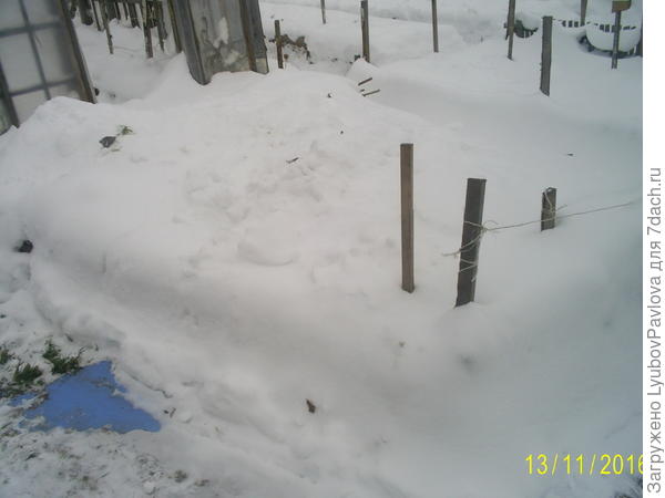 Розы укрыты снегом