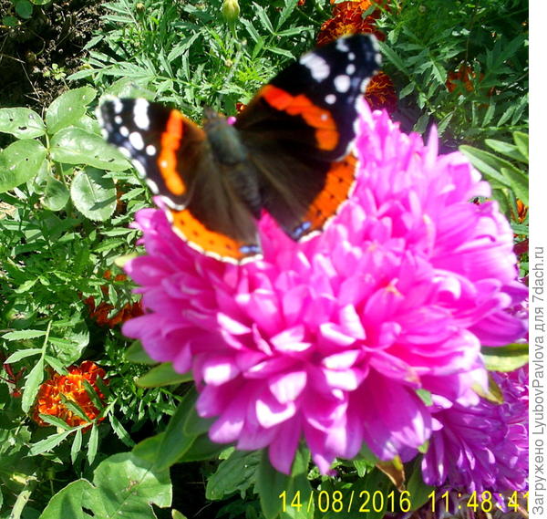 Не нравилась ей фото сессия. Улетала от меня с одного на другой цветочек)))))