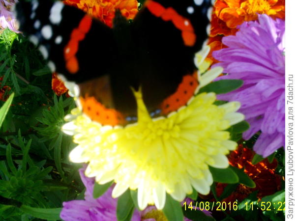 Замаскировалась под цветы)))))