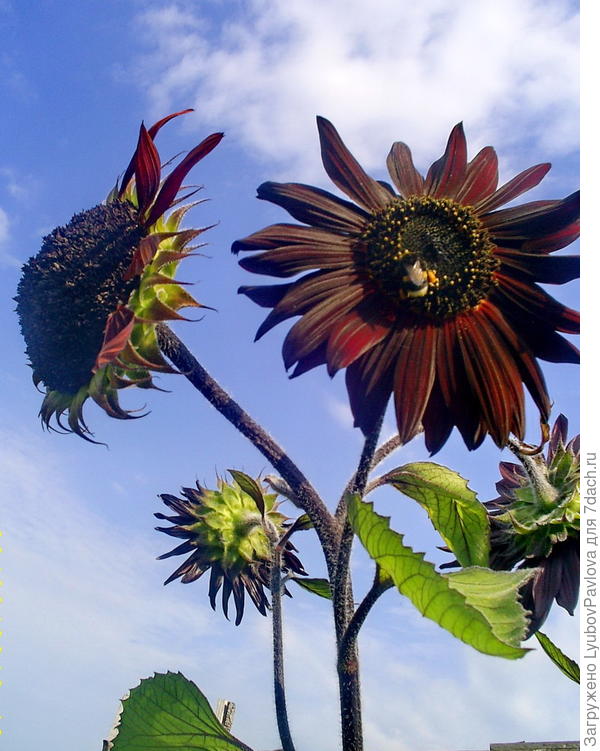 Полосатенькая пчёлка замаскировалась под цвет подсолнуха