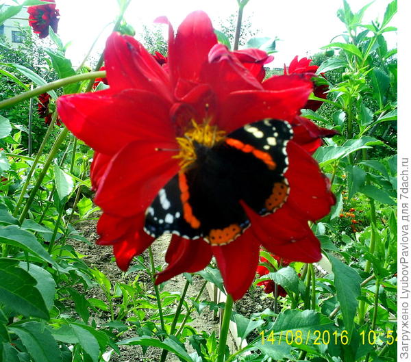 Она выбрала вот такой георгин))))