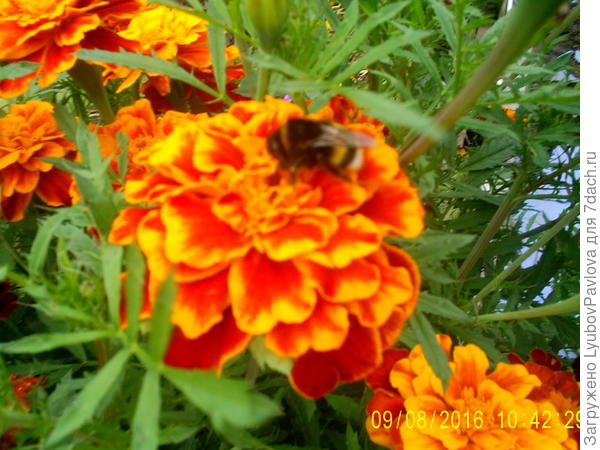 Пчёлки в кадре)))))