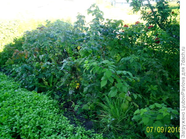 Малина и чёрная рябина - живая изгородь с другой стороны моего участка)))