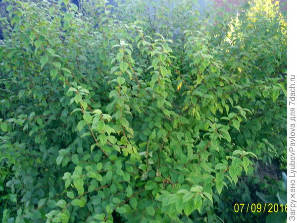 Войлочная вишня, кроме вкусных ягодок, служит живой изгородью, с одной стороны моего участка)))