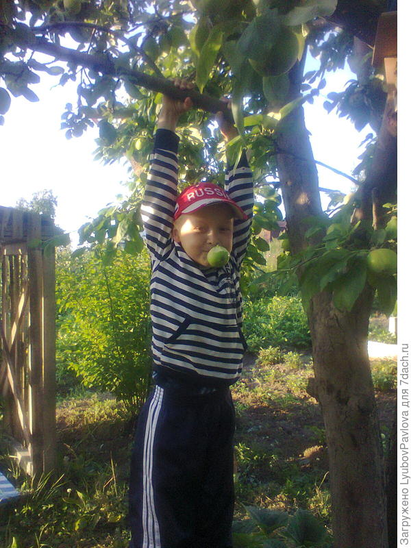 Яблони, это хорошие тренажёры для тарзанят)))) На заднем плане домик для детей (в тенёчке яблони) с канатом для качелей))) Раньше этот канат висел на толстой ветке яблони (тарзанка).