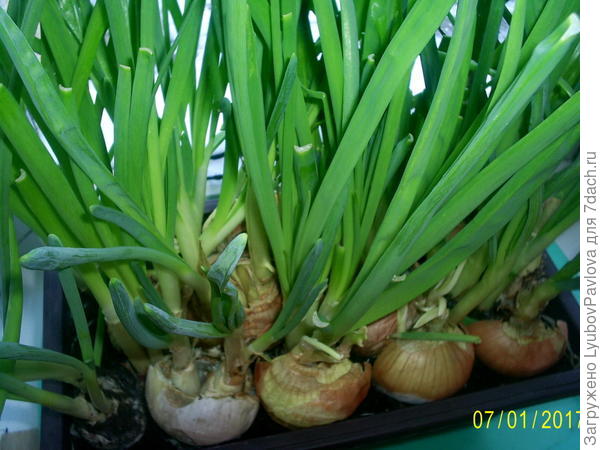 Зимний огород на подоконнике)