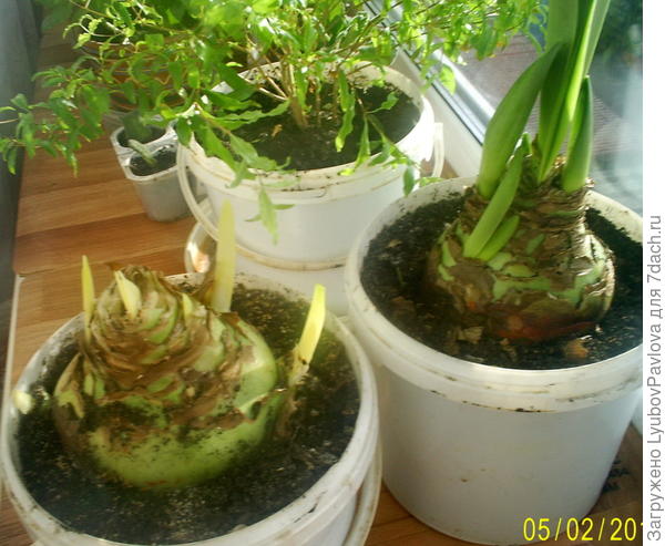 Гиппеаструм дал 3 стрелы-цветоноса (зелёный)